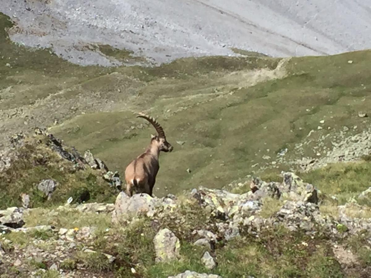 Chasa Mundin Appartement Scuol Buitenkant foto